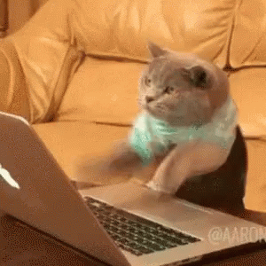 Cat typing on a laptop